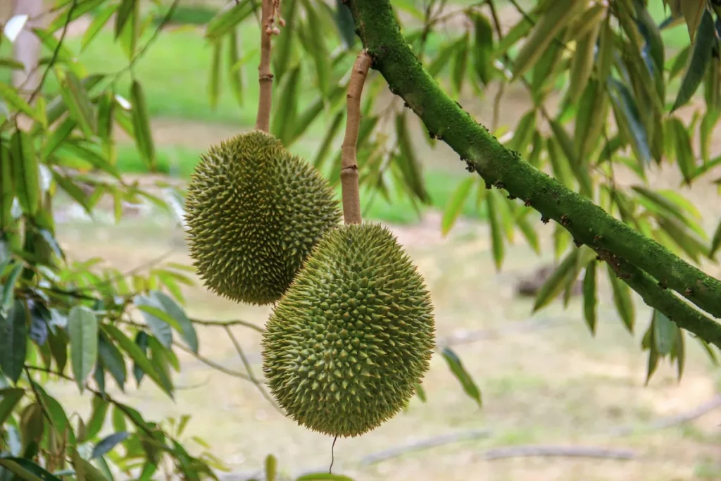 Buah tropis eksotis yang populer di kuliner Medan