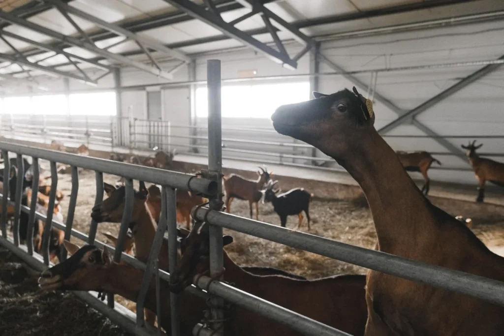 Kambing untuk paket aqiqah di peternakan