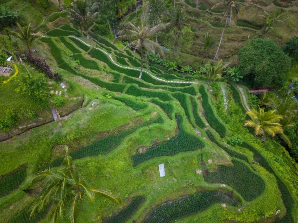 Pemandangan sawah terasering di Bali